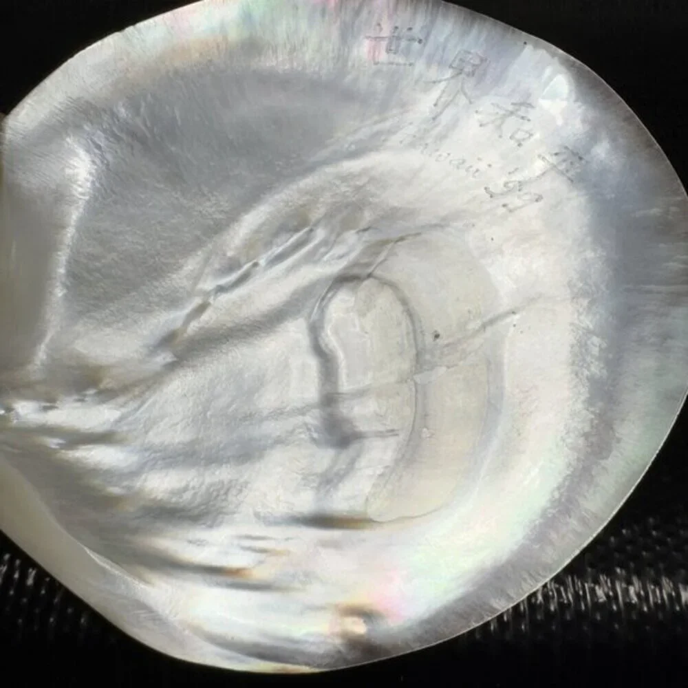 1999 Natural Abalone Shell‎ Iridescent Smooth Etched Mother Of Pearl World Peace